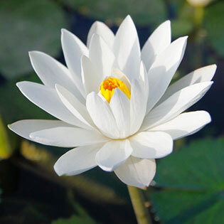 At the point when words just aren’t enough, send your sympathies with lovely compassion flowers. This thoughtful collection of condolence bouquets is a simple yet heartfelt way to let someone know they are in your thoughts and help you make this difficult time a little easier.